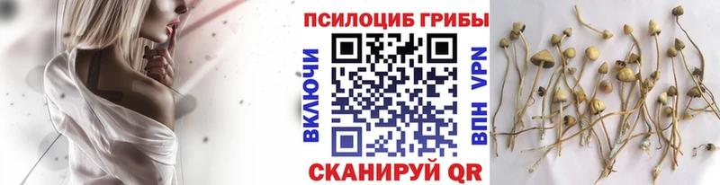 Купить где  Старый Оскол  Галлюциногенные грибы прущие грибы 